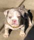 American Bully Puppies for sale in Modesto, CA, USA. price: NA