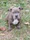 American Bully Puppies for sale in Liberty Township, OH 45044, USA. price: NA
