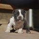 American Bully Puppies for sale in Lake Elsinore, CA, USA. price: NA