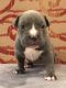 American Bully Puppies for sale in Hawthorne, CA, USA. price: NA