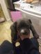 American Bully Puppies for sale in Toppenish, WA 98948, USA. price: $350
