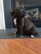 American Bully Puppies for sale in Chester, VA, USA. price: NA