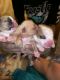 American Bully Puppies for sale in Waelder, TX 78959, USA. price: NA