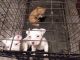 American Bully Puppies for sale in Mt Vernon, IL 62864, USA. price: NA