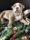 American Bully Puppies for sale in NW PRT RCHY, FL 34652, USA. price: NA