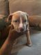 American Bully Puppies for sale in Maple Heights, OH, USA. price: NA
