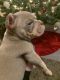 American Bully Puppies for sale in Salisbury, NC 28145, USA. price: NA