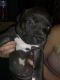 American Bully Puppies for sale in Ashland, OH 44805, USA. price: NA