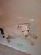 American Bully Puppies for sale in Danville, IL, USA. price: NA