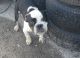 American Bully Puppies for sale in Humble, TX, USA. price: $1,200