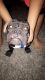 American Bully Puppies for sale in 2344 W Devonshire Ave, Phoenix, AZ 85015, USA. price: NA