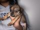American Bully Puppies for sale in Harvey, LA, USA. price: NA