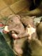 American Bully Puppies for sale in San Diego, CA, USA. price: $950