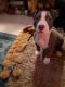 American Bully Puppies for sale in Xenia, OH 45385, USA. price: NA