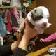 American Bully Puppies for sale in Okemah, OK 74859, USA. price: $5,000