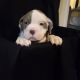 American Bully Puppies for sale in Richmond, RI, USA. price: NA