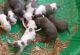 American Bully Puppies for sale in Southfield, MI, USA. price: NA