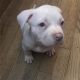 American Bully Puppies for sale in 1522 Medford Dr, Charlotte, NC 28205, USA. price: NA