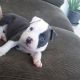 American Bully Puppies for sale in Mecklenburg County, NC, USA. price: $1,000