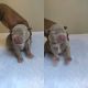 American Bully Puppies for sale in York County, PA, USA. price: $1,500