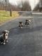 American Bully Puppies for sale in Fremont, OH 43420, USA. price: NA
