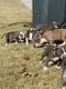 American Bully Puppies for sale in Hephzibah, GA 30815, USA. price: NA
