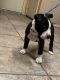 American Bully Puppies for sale in Colton, CA, USA. price: $1,000