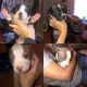 American Bully Puppies for sale in Dunnellon, FL 34432, USA. price: $200