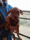 American Bully Puppies for sale in Danville, VA, USA. price: $150