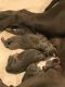 American Bully Puppies for sale in Santa Ana, CA, USA. price: $600