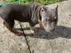 American Bully Puppies for sale in Lake Wales, FL, USA. price: NA
