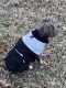 American Bully Puppies for sale in Washington, DC, USA. price: $800