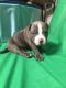 American Bully Puppies for sale in Pembroke Pines, FL, USA. price: $2