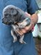 American Bully Puppies for sale in Hazlehurst, GA 31539, USA. price: NA