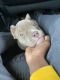 American Bully Puppies for sale in Calumet City, IL, USA. price: $2,500
