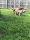 American Bully Puppies for sale in Farrell, PA, USA. price: NA
