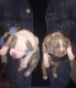 American Bully Puppies for sale in Virginia Beach, VA, USA. price: $600