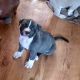 American Bully Puppies for sale in Erie, KS 66733, USA. price: NA