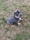 American Bully Puppies for sale in West Sacramento, CA, USA. price: $900