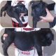 American Bully Puppies for sale in Racine County, WI, USA. price: $1,200