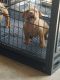 American Bully Puppies for sale in Austin, TX, USA. price: $3,000