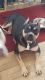 American Bully Puppies for sale in Woodstock, IL 60098, USA. price: NA