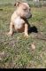 American Bully Puppies for sale in Jesup, GA, USA. price: NA