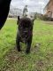 American Bully Puppies for sale in Charleston, SC, USA. price: $1,500