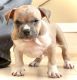 American Bully Puppies for sale in Sicklerville, NJ 08081, USA. price: $1,500