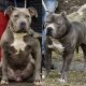American Bully Puppies for sale in Newburgh, NY 12550, USA. price: NA