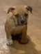American Bully Puppies for sale in Mastic Beach, NY, USA. price: NA