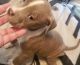 American Bully Puppies for sale in Zebulon, NC 27597, USA. price: NA