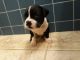 American Bully Puppies for sale in Columbia, PA, USA. price: NA