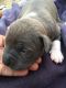 American Bully Puppies for sale in Lakhewali, Punjab 152026, India. price: 15000 INR